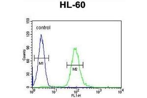 Flow Cytometry (FACS) image for anti-Colony Stimulating Factor 2 (Granulocyte-Macrophage) (CSF2) (AA 62-89), (Middle Region) antibody (ABIN952558)