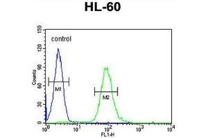 CSF2 Antibody (Center) flow cytometric analysis of HL-60 cells (right histogram) compared to a negative control cell (left histogram). (GM-CSF Antikörper  (Middle Region))