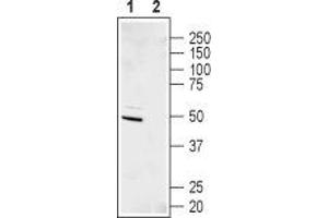 Western blot analysis of human  neuroblastoma cell lysate:1. (Potassium Inwardly-Rectifying Channel, Subfamily J, Member 11 (KCNJ11) Peptid)