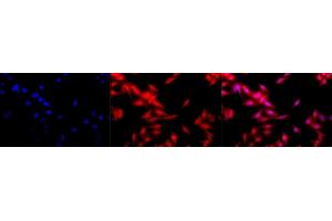 Immunocytochemistry/Immunofluorescence analysis using Rat Anti-HSF1 Monoclonal Antibody, Clone 10H8 (ABIN361703 and ABIN361704). (HSF1 Antikörper  (AA 378-395))