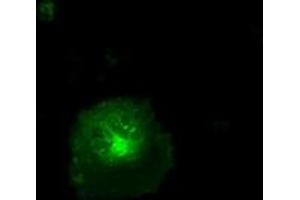 Anti-CD36 mouse monoclonal antibody (ABIN2452887) immunofluorescent staining of COS7 cells transiently transfected by pCMV6-ENTRY CD36 (RC203254). (CD36 Antikörper)