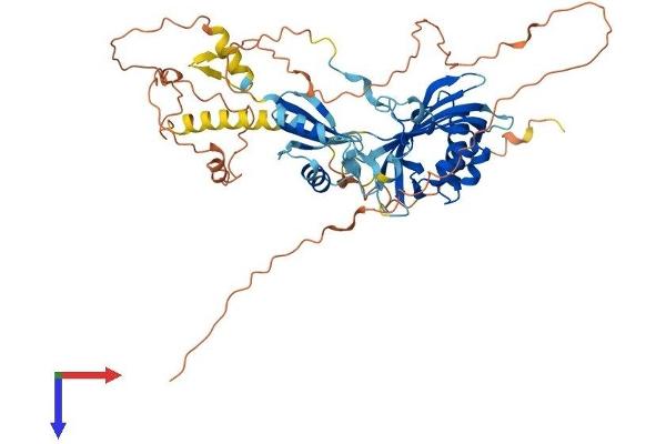 NXF3 Protein (AA 1-531) (His tag)