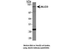 Image no. 1 for anti-Lysine (K)-Specific Demethylase 6B (Kdm6b) (AA 600-650) antibody (ABIN363676) (Kdm6b Antikörper  (AA 600-650))