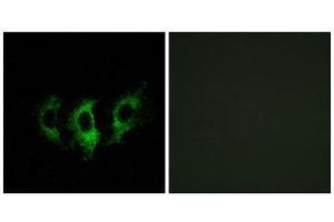 Immunofluorescence (IF) image for anti-G Elongation Factor, Mitochondrial 2 (GFM2) (Internal Region) antibody (ABIN1851286) (GFM2 Antikörper  (Internal Region))