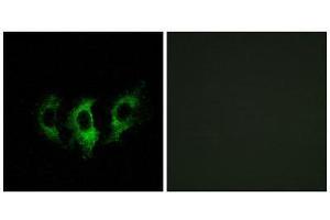 Immunofluorescence (IF) image for anti-G Elongation Factor, Mitochondrial 2 (GFM2) (Internal Region) antibody (ABIN1851286)
