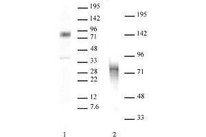 MBD1 antibody tested by Western blot. (MBD1 Antikörper  (C-Term))
