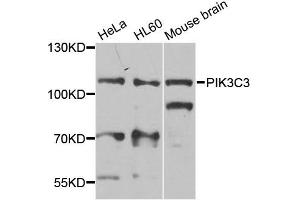 Western blot analysis of extracts of various cell lines, using PIK3C3 antibody (ABIN2737377) at 1:1000 dilution. (PIK3C3 Antikörper)