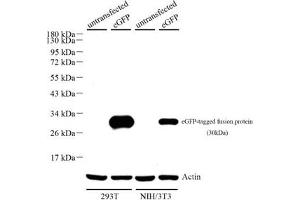 Western blot analysis of eGFP (ABIN7073829),at dilution of 1: 500,Lane 1: 293T cell lysate,Lane 2: 293T with eGFP cell lysate,Lane 3: NIH/3T3 cell lysate,Lane 4: NIH/3T3 with eGFP cell lysate (eGFP Antikörper)