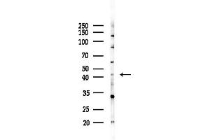 anti-1-Acylglycerol-3-Phosphate O-Acyltransferase 3 (AGPAT3) (Internal Region) antibody