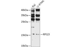 Western blot analysis of extracts of various cell lines, using RPS23 antibody (ABIN7270019) at 1:1000 dilution. (RPS23 Antikörper  (AA 40-120))