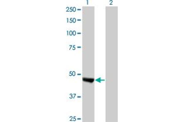 WAPAL antibody  (AA 1-402)
