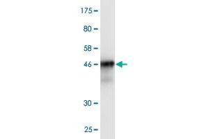 Western Blotting (WB) image for anti-Copper Metabolism (Murr1) Domain Containing 1 (COMMD1) (AA 1-190) antibody (ABIN531007)