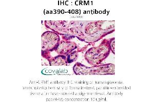 Image no. 1 for anti-Exportin 1 (XPO1) (AA 390-408) antibody (ABIN1733319) (XPO1 Antikörper  (AA 390-408))