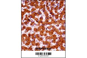 UBE4A Antibody immunohistochemistry analysis in formalin fixed and paraffin embedded human liver tissue followed by peroxidase conjugation of the secondary antibody and DAB staining.