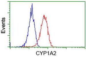 Flow cytometric Analysis of Hela cells, using anti-CYP1A2 antibody (ABIN2452929), (Red), compared to a nonspecific negative control antibody (ABIN2452929), (Blue). (CYP1A2 Antikörper)