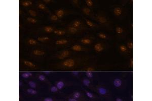 Immunofluorescence analysis of C6 cells using MYOD1 Polyclonal Antibody at dilution of 1:100.