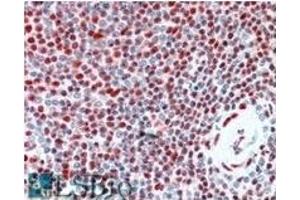 Image no. 2 for anti-Interleukin Enhancer Binding Factor 2, 45kDa (ILF2) (C-Term), (Internal Region) antibody (ABIN374823) (ILF2 Antikörper  (C-Term, Internal Region))