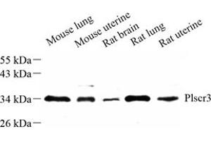 Western blot analysis of plscr3 (ABIN7075071) at dilution of 1: 500 (PLSCR3 Antikörper)