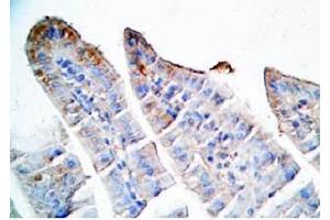 Immunohistochemistry (IHC) image for anti-Oxyntomodulin (OXM) antibody (ABIN2872842)