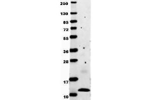 Anti-human MCP-1 by western blot shows detection of recombinant human MCP-1 raised in E. (CCL2 Antikörper)