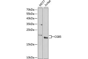Western blot analysis of extracts of various cell lines, using CGB5 antibody (ABIN6132186, ABIN6138473, ABIN6138474 and ABIN6222148) at 1:1000 dilution. (CGB5 Antikörper  (AA 20-165))