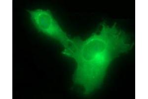 Immunofluorescence (IF) image for anti-Hydroxysteroid (17-Beta) Dehydrogenase 4 (HSD17B4) antibody (ABIN2715561)
