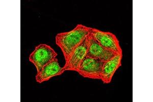 Immunofluorescence analysis of Hela cells using PMS2 mouse mAb (green). (PMS2 Antikörper  (AA 748-851))