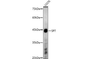 Western blot analysis of extracts of U2OS cells, using SP7 antibody (ABIN7270510) at 1:1000 dilution. (SP7 Antikörper)