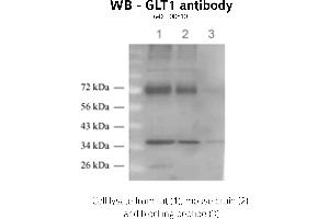 Image no. 1 for anti-Solute Carrier Family 1 (Glial High Affinity Glutamate Transporter), Member 2 (SLC1A2) (C-Term) antibody (ABIN346979) (SLC1A2 Antikörper  (C-Term))