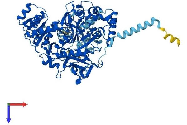 ACSL5 Protein (AA 1-683) (His tag)