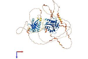MED25 Protein (AA 1-747) (His tag)