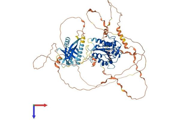 MED25 Protein (AA 1-747) (His tag)