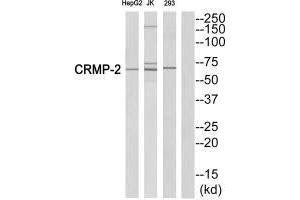 Western blot analysis of extracts from HepG2 cells, Jurkatcells and 293 cells, using CRMP-2 (Ab-522)antibody.