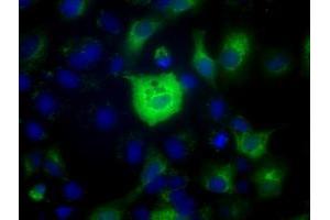 Anti-C17orf28 mouse monoclonal antibody (ABIN2452861) immunofluorescent staining of COS7 cells transiently transfected by pCMV6-ENTRY C17orf28 (RC206740). (HID1/DMC1 Antikörper)
