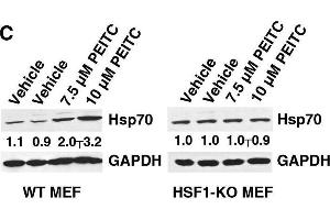 Western Blotting (WB) image for anti-Heat Shock Protein 70 (HSP70) antibody (ABIN361708)