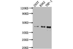 Western Blot Positive WB detected in: 293T whole cell lysate, K562 whole cell lysate, THP-1 whole cell lysate All lanes: Islet1 antibody at 1:1000 Secondary Goat polyclonal to rabbit IgG at 1/50000 dilution Predicted band size: 40 kDa Observed band size: 40 kDa (Rekombinanter ISL1 Antikörper)