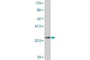 Western Blot detection against Immunogen (37 KDa) . (DCST1 Antikörper  (AA 532-630))