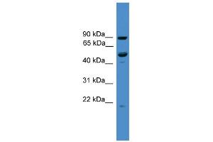 WB Suggested Anti-C3orf59 Antibody Titration: 0. (MB21D2 Antikörper  (C-Term))
