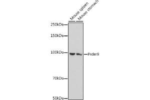 PRDM9 Antikörper