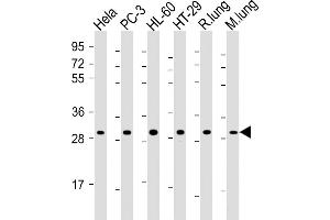All lanes : Anti-RPS4X Antibody (C-Term) at 1:2000 dilution Lane 1: Hela whole cell lysate Lane 2: PC-3 whole cell lysate Lane 3: HL-60 whole cell lysate Lane 4: HT-29 whole cell lysate Lane 5: rat lung lysate Lane 6: mouse lung lysate Lysates/proteins at 20 μg per lane. (RPS4X Antikörper  (AA 209-243))