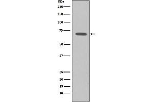 Western blot analysis of Raf1 expression in K562 cell lysate. (Rekombinanter RAF1 Antikörper)