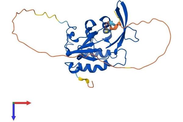 CTDSP1 Protein (AA 1-261) (His tag)