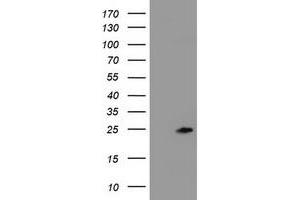 Image no. 2 for anti-Zinc Finger, AN1-Type Domain 5 (ZFAND5) antibody (ABIN1501811) (ZFAND5 Antikörper)