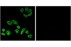 Immunofluorescence analysis of A549 cells, using RhoH Antibody. (RHOH Antikörper  (AA 141-190))