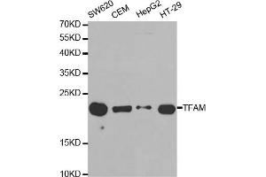 Western blot analysis of extracts of various cell lines, using TFAM antibody (ABIN5970991) at 1/1000 dilution. (TFAM Antikörper)