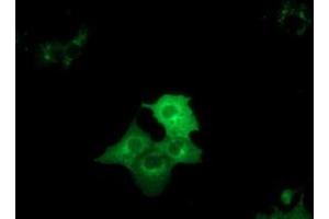 Anti-DYNC1LI1 mouse monoclonal antibody (ABIN2452969) immunofluorescent staining of COS7 cells transiently transfected by pCMV6-ENTRY DYNC1LI1 (RC222010). (DYNC1LI1 Antikörper)