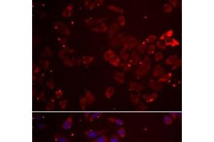 Immunofluorescence analysis of A549 cells using GATM Polyclonal Antibody (GATM Antikörper)