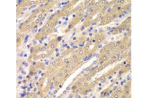 Immunohistochemistry of paraffin-embedded Mouse kidney using ERGIC2 Polyclonal Antibody at dilution of 1:100 (40x lens). (ERGIC2 Antikörper)