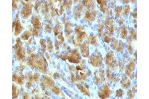 IHC testing of FFPE mouse pancreas with Elastase 3B antibody. (Elastase 3B Antikörper  (AA 82-238))