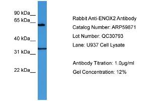 WB Suggested Anti-ENOX2  Antibody Titration: 0. (ENOX2 Antikörper  (N-Term))